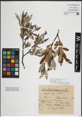 Foto von Salix lapponum L.